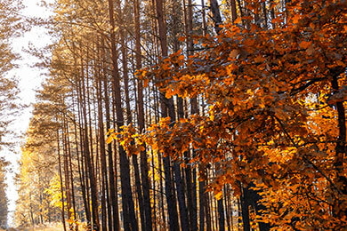 开云下载-HKA血洗BLG，Faker制霸全场：LCK赛场的巅峰对决
